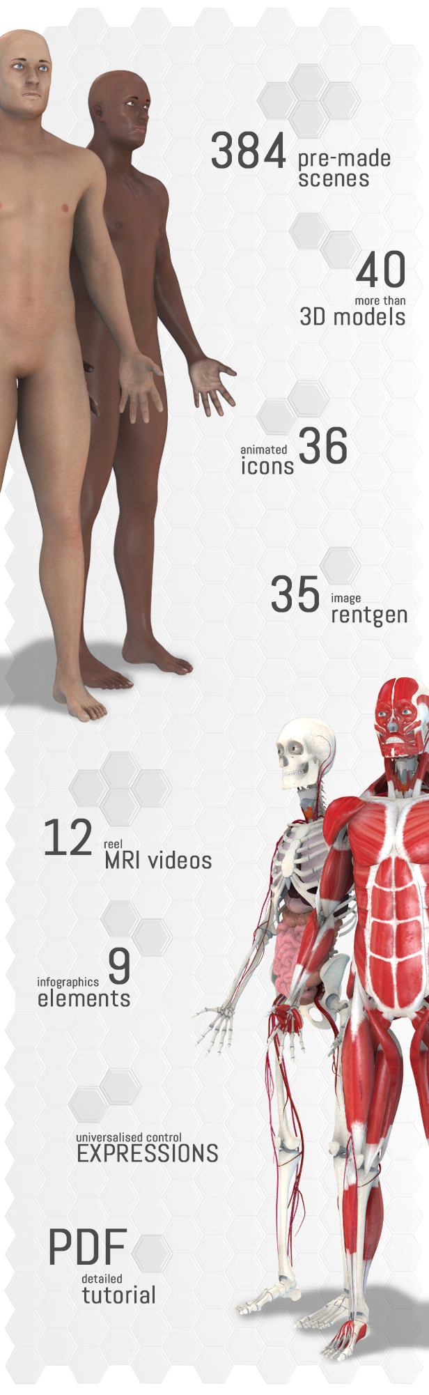 پروژه افترافکت مجموعه عناصر آناتومی بدن انسان