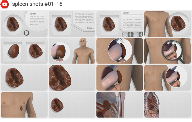 پروژه افترافکت مجموعه عناصر آناتومی بدن انسان