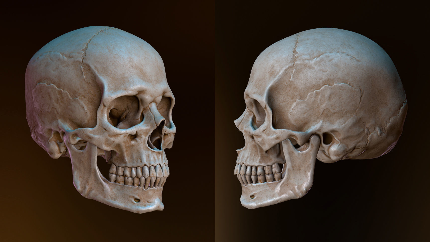مدل سه بعدی جمجمه انسان Human Skull - مغزابزار