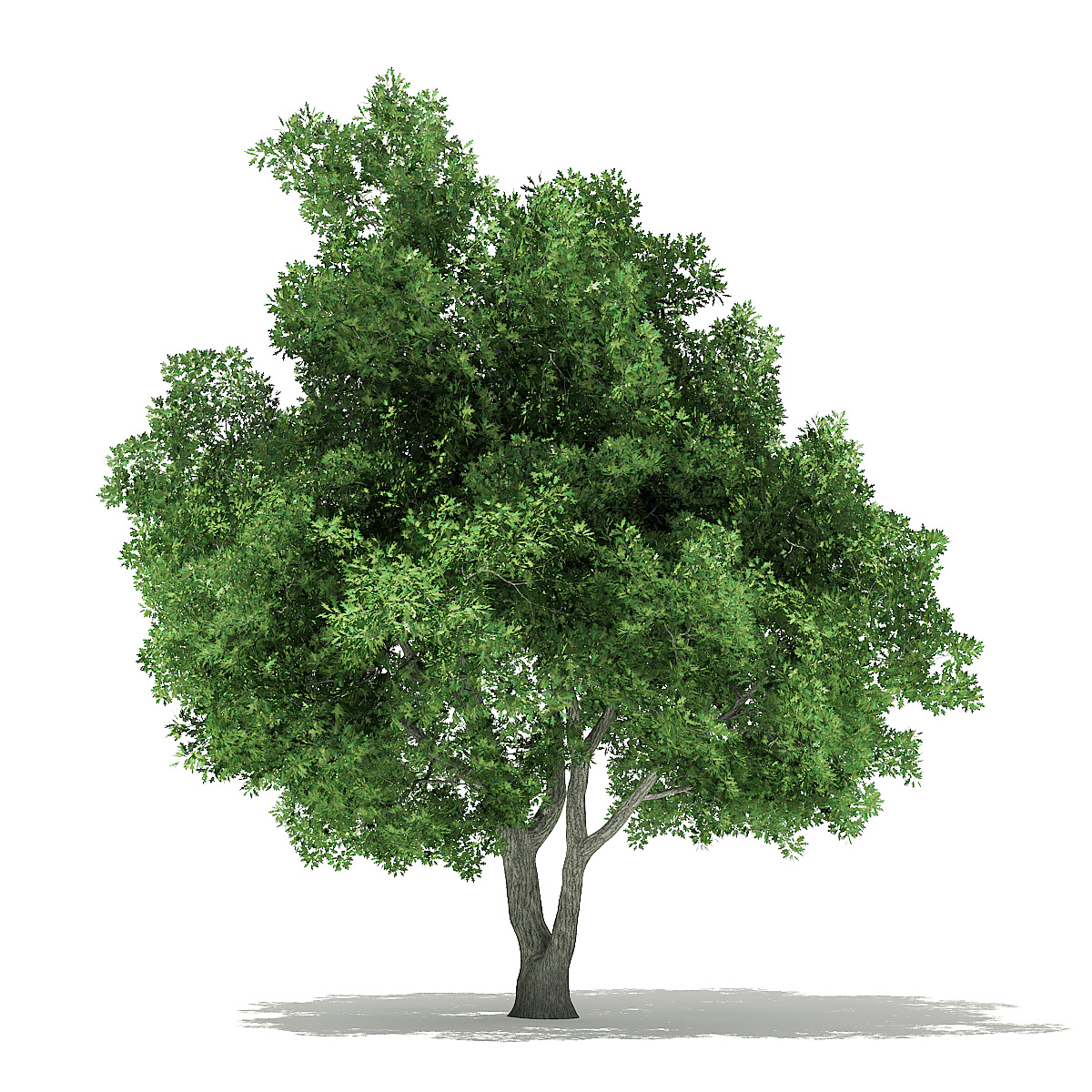 Tree 3d model. Дерево 3d модель. Дуб 3д модель. Деревья 3д модели дуба. Дерево CG.